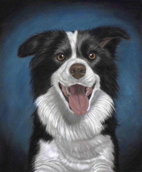 Border collie, 52×62 cm