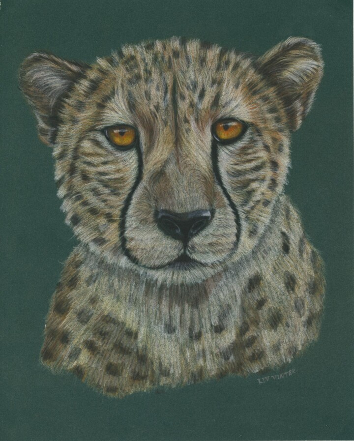 Gepard, farveblyant