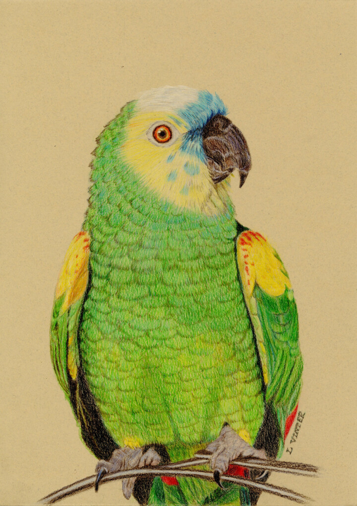 Papegøje, farveblyant