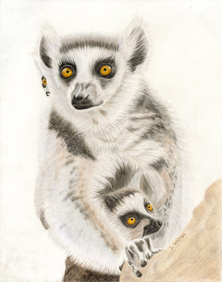 Lemurer, farveblyant