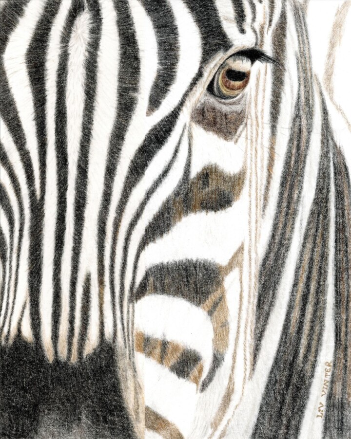 Zebra, farveblyant