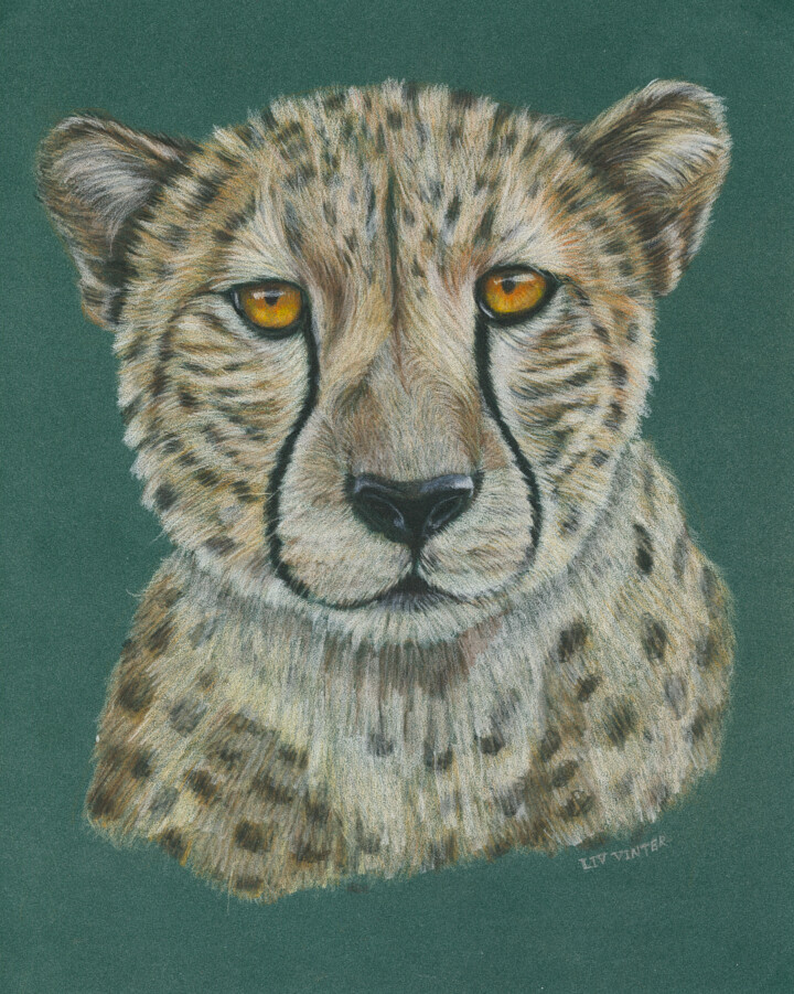 Gepard,  A4